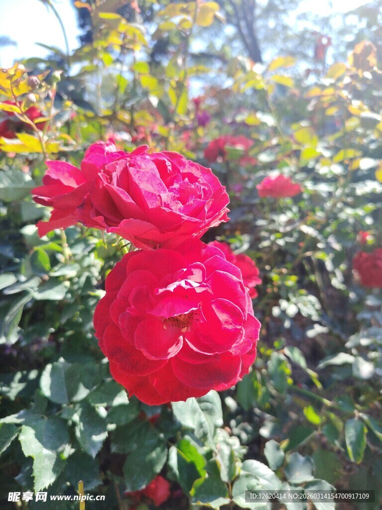 娇艳红玫瑰绽放于花丛