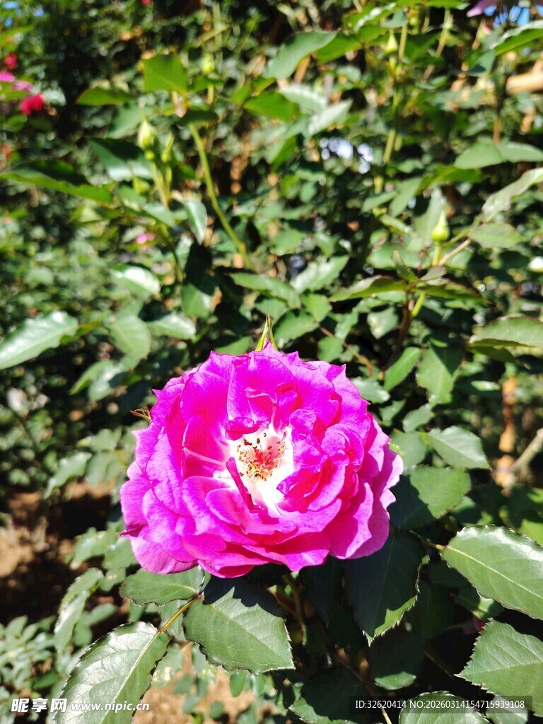 娇艳玫红花朵绽放绿叶间