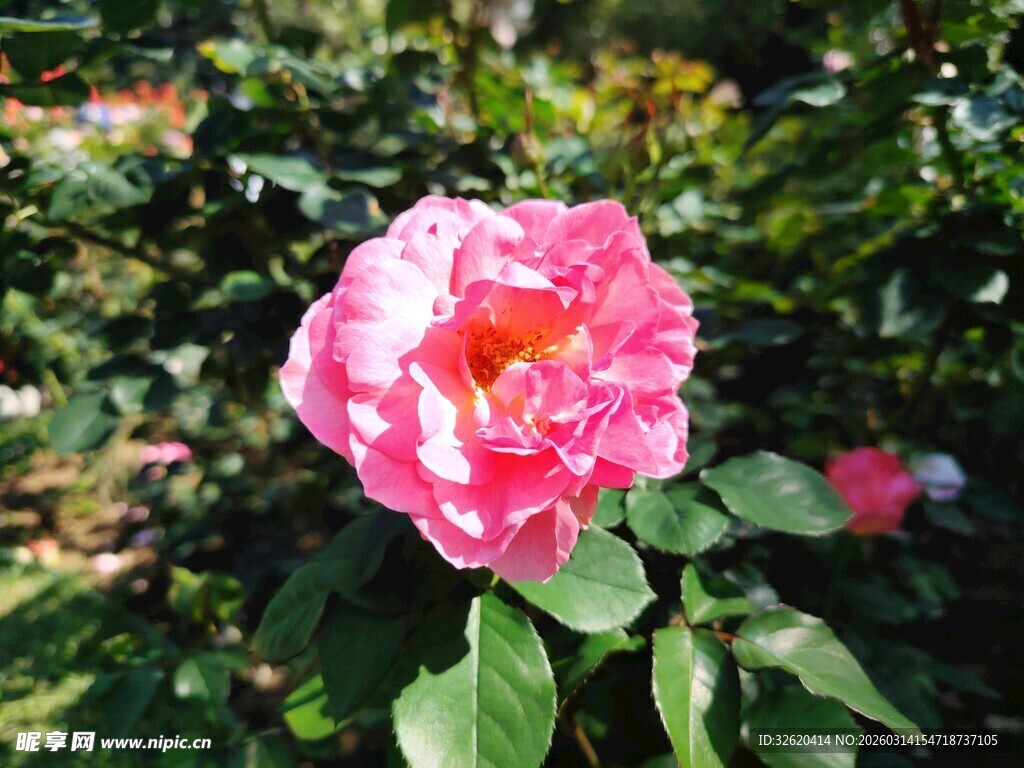 娇艳粉色月季花绽放