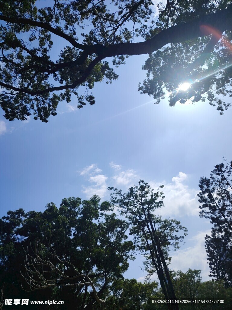 阳光透过树梢的静谧景象