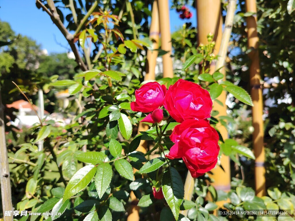 娇艳红玫绽放于竹架间