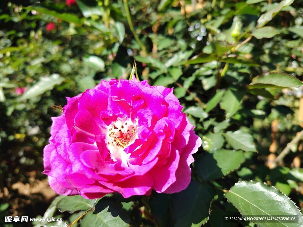 娇艳粉色月季花绽放