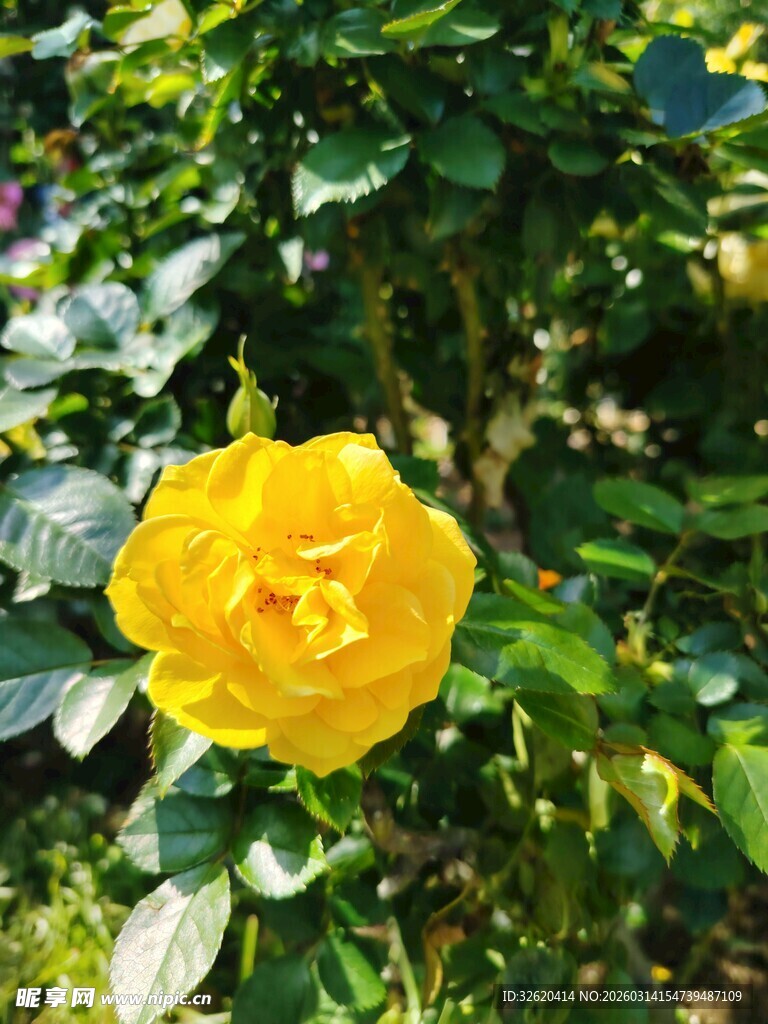 娇艳黄玫瑰绽放绿荫间