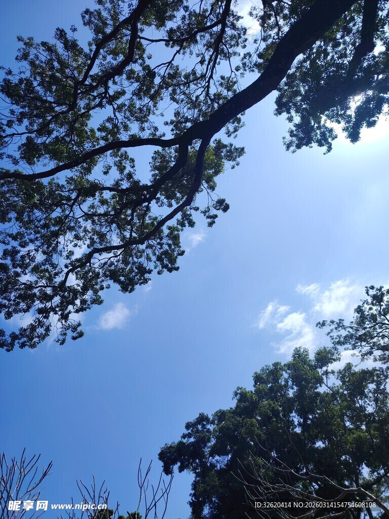 仰望蓝天绿树