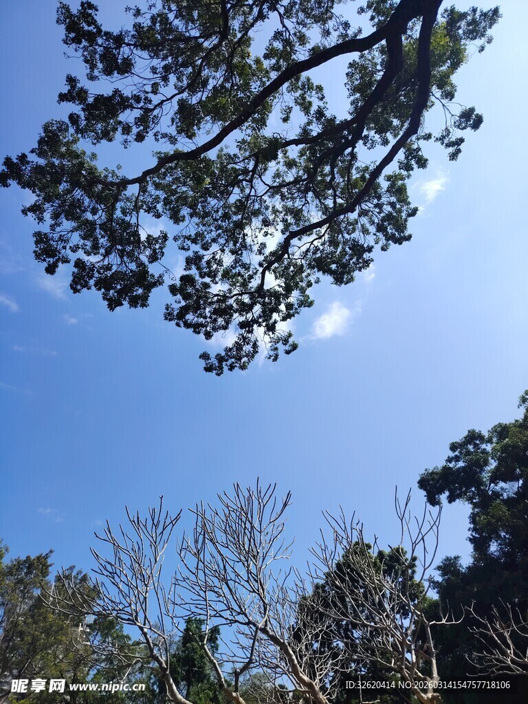 蓝天绿树间的自然景致