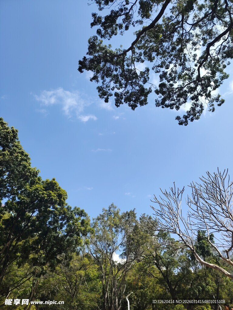 蓝天绿树间的自然景致