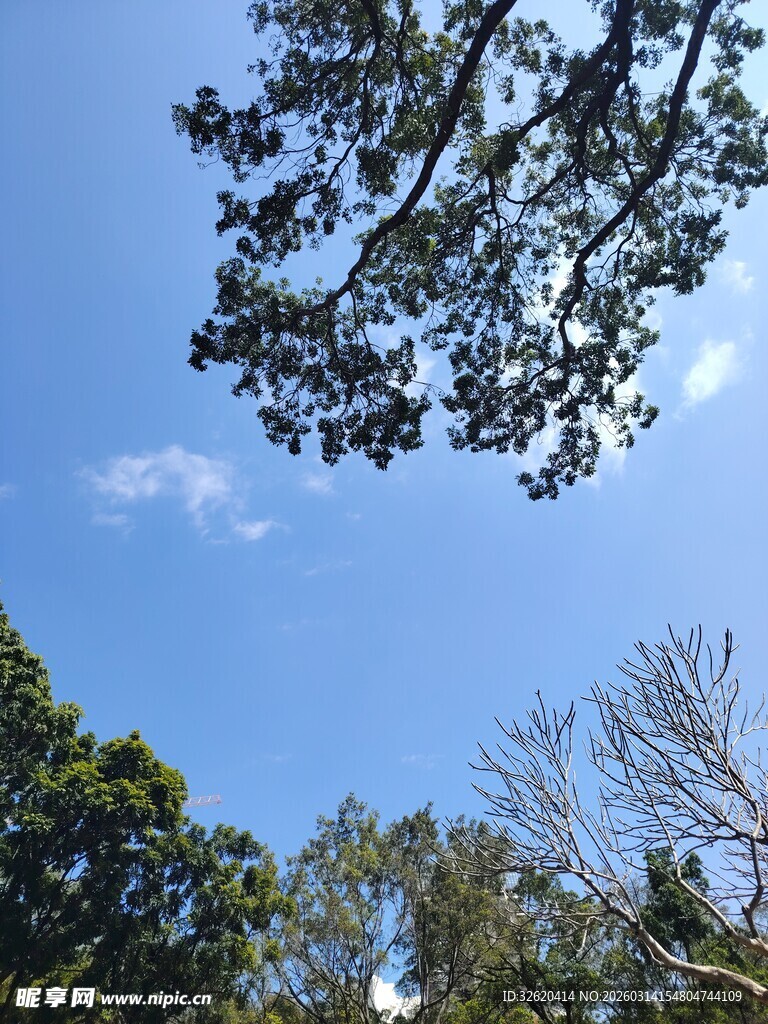 仰望蓝天绿树美景