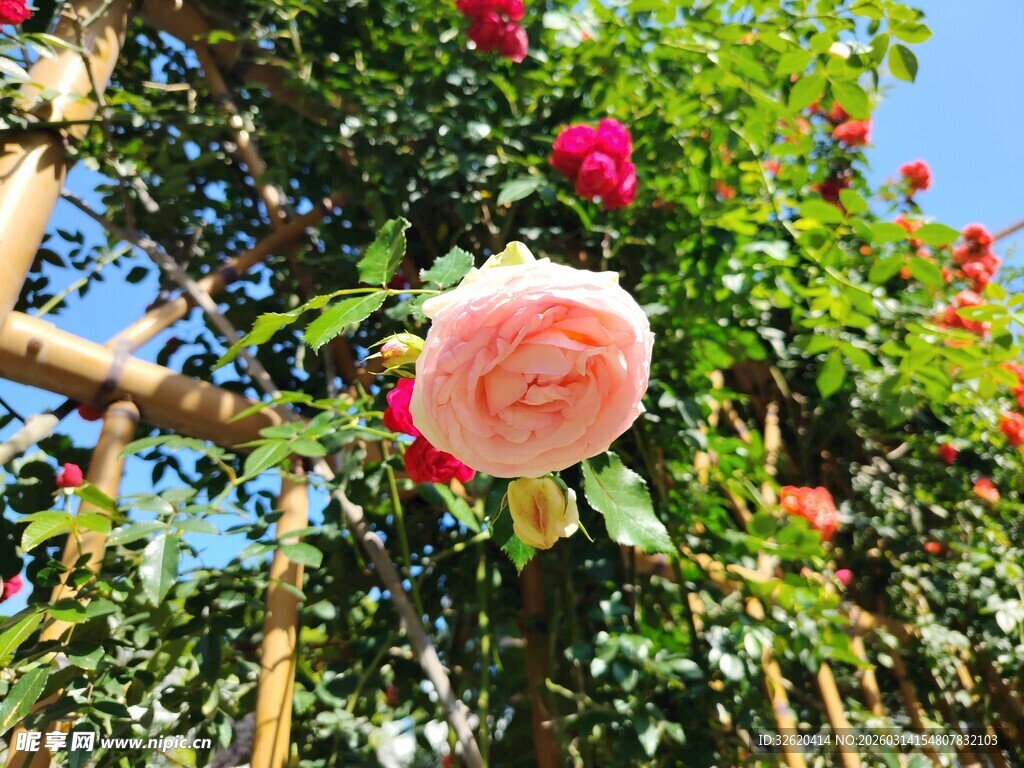 娇艳玫瑰绽放于蓝天之下