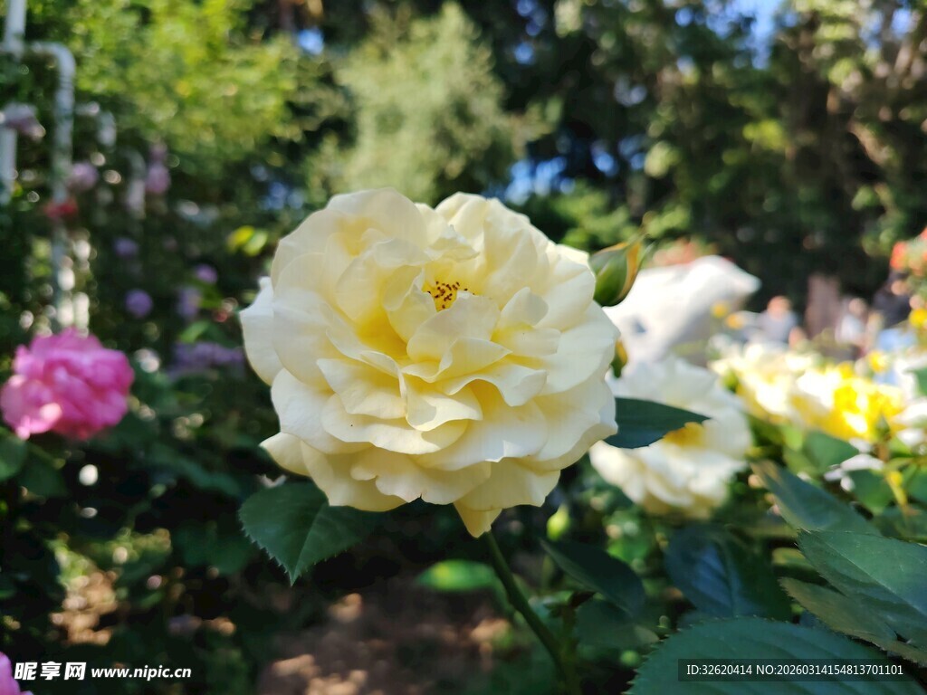 娇艳黄玫瑰绽放于花丛