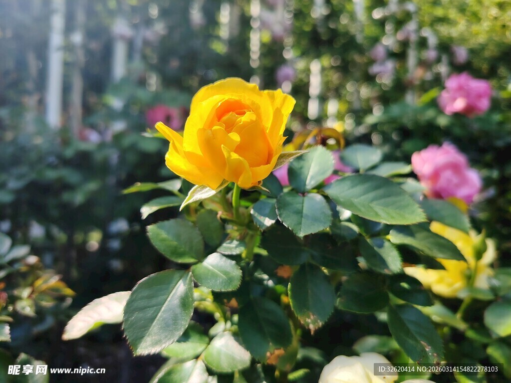 娇艳黄玫瑰绽放花丛中