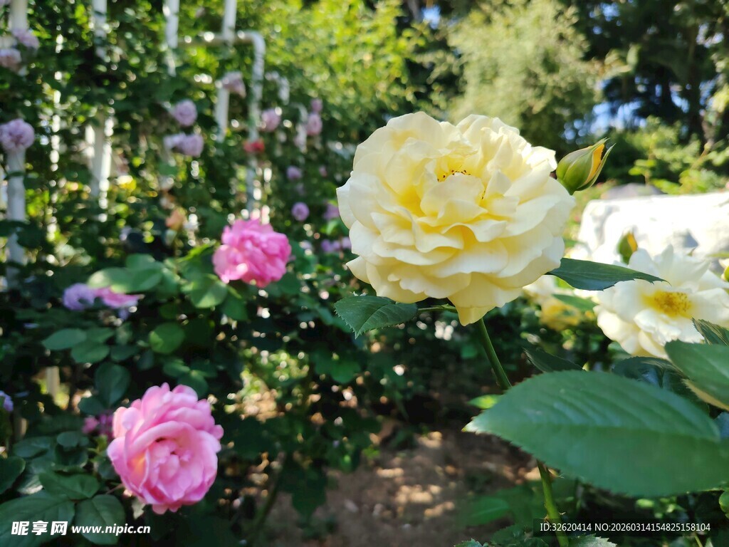 多彩月季花绽放于花园