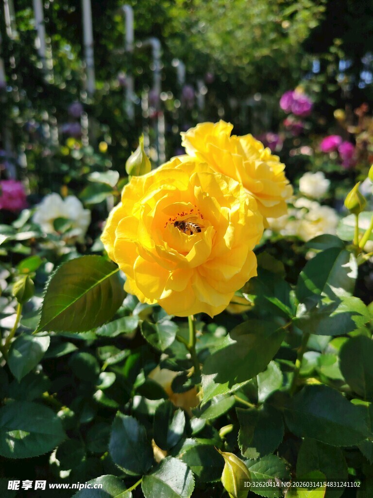 娇艳黄玫瑰绽放花丛中