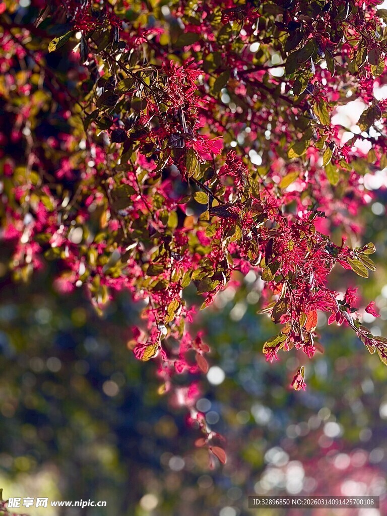 秋日枝头艳丽红叶