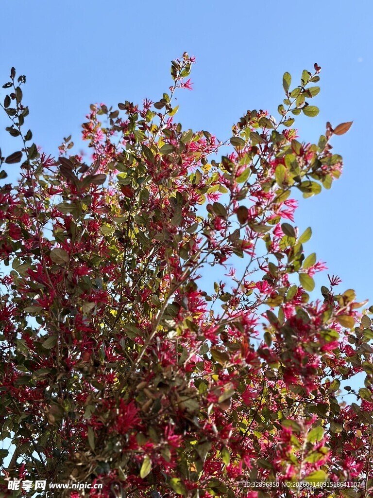 秋日多彩树叶特写