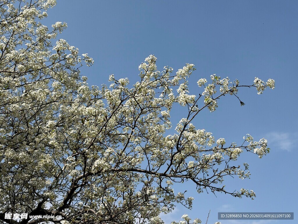 枝头绽放的洁白花朵