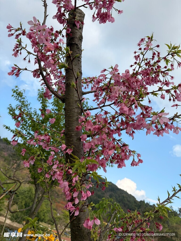 山间盛放的烂漫粉色花枝