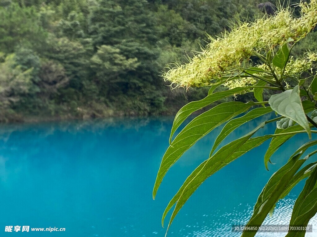 蓝湖畔的翠绿枝叶