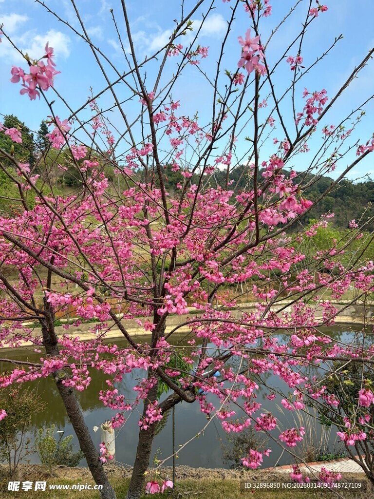 湖畔盛开的烂漫粉色花枝