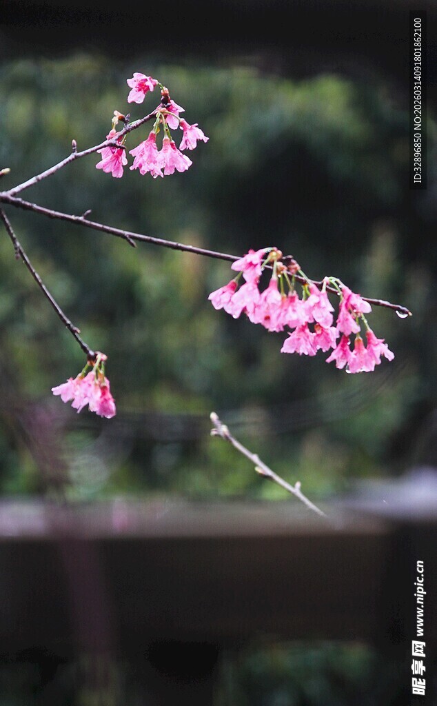 枝头绽放的粉嫩小花