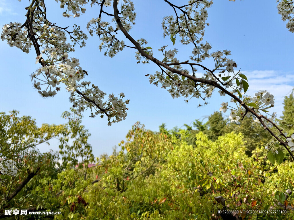 春日繁茂树林与蓝天景象