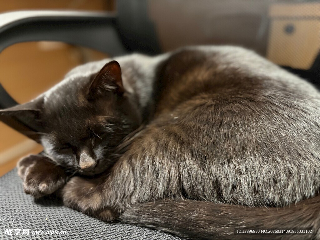 蜷卧小憩的可爱猫咪