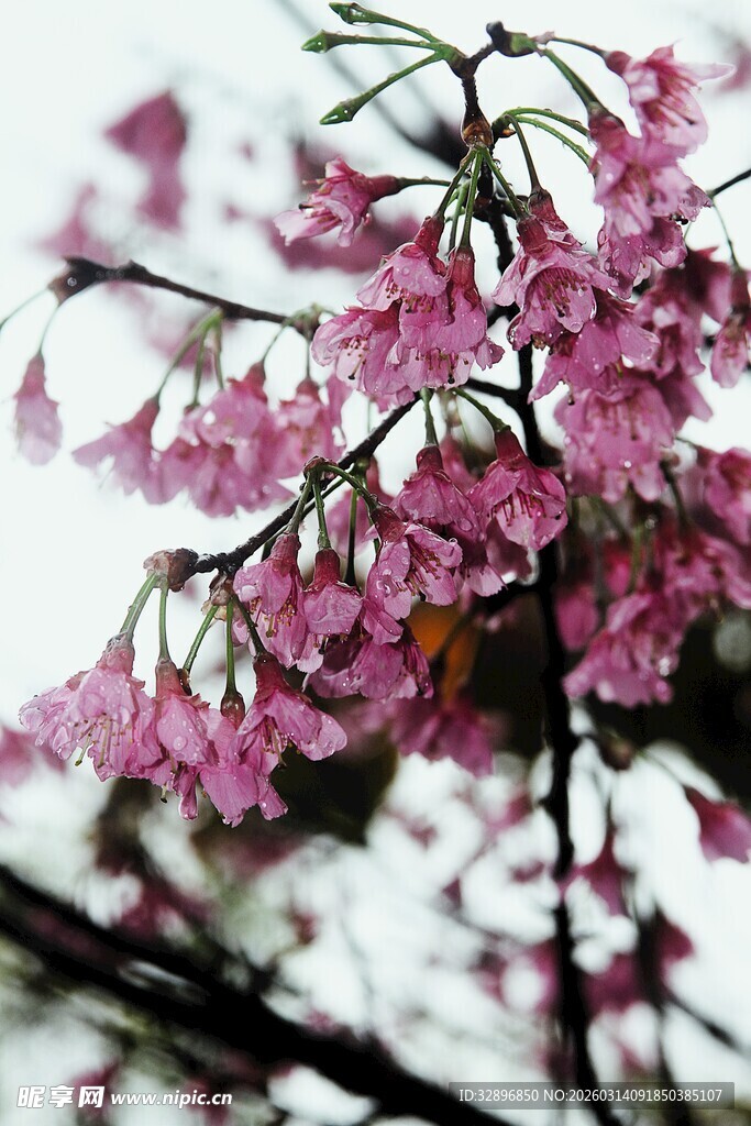 枝头绽放的娇艳粉色花朵
