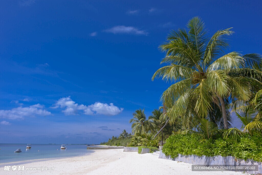 美丽海滩与椰树风光