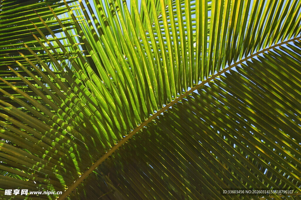 翠绿棕榈叶特写