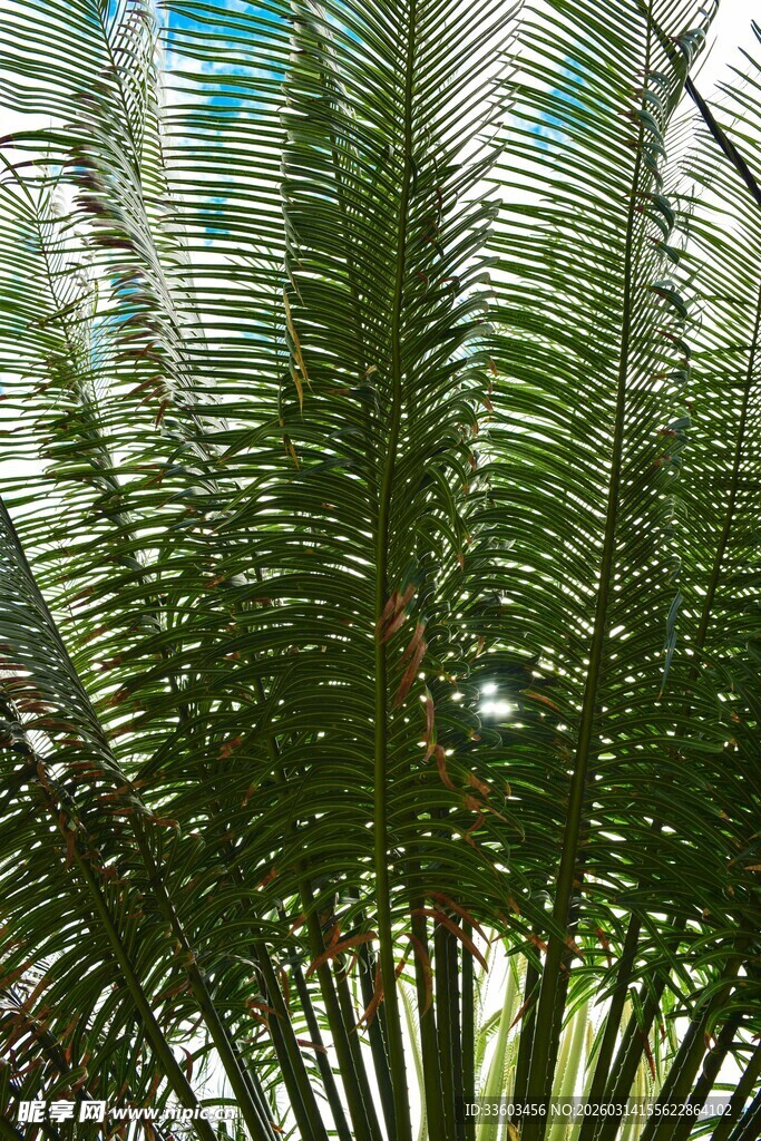 仰视下的翠绿棕榈叶