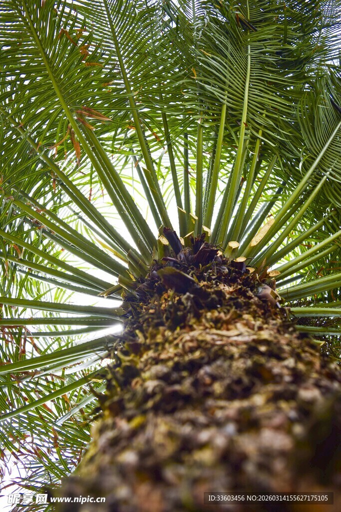 仰视蕨类植物粗壮茎干