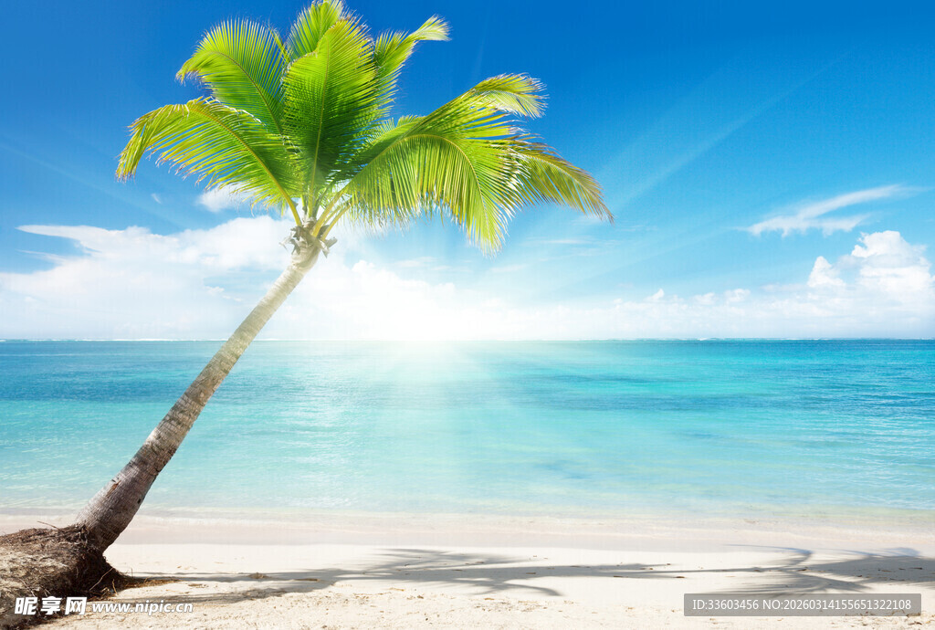 热带海滩上的倾斜椰子树