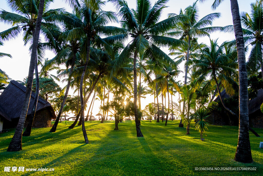 热带椰林草地美景