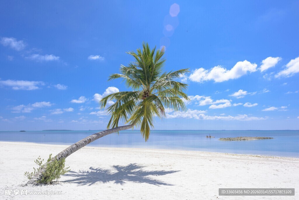 沙滩上倾斜的孤独椰子树