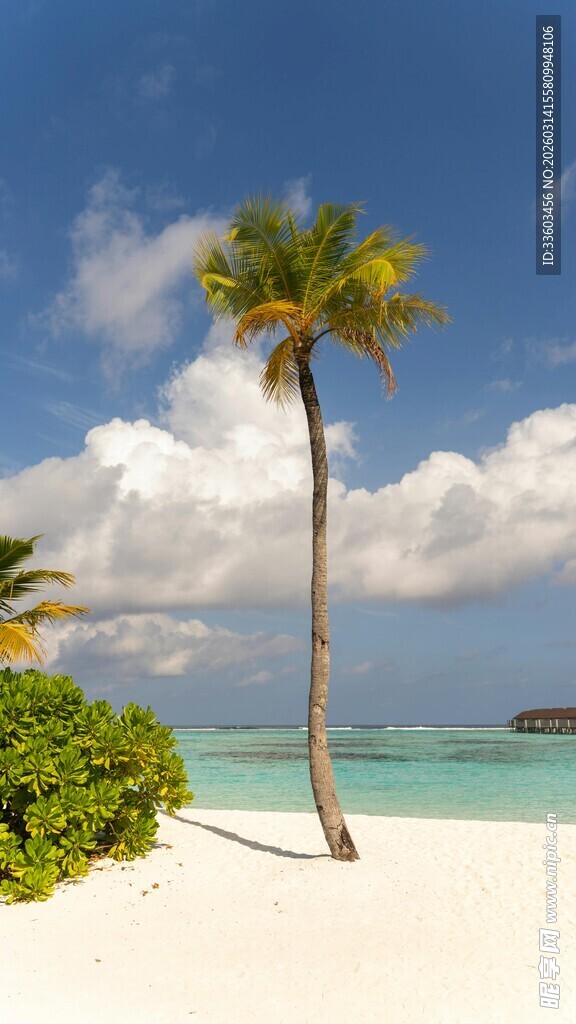 热带海滩孤树美景