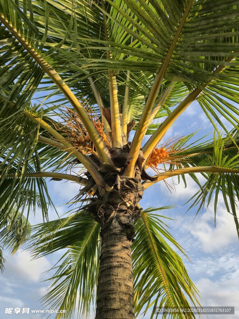 蓝天映衬下的翠绿椰子树