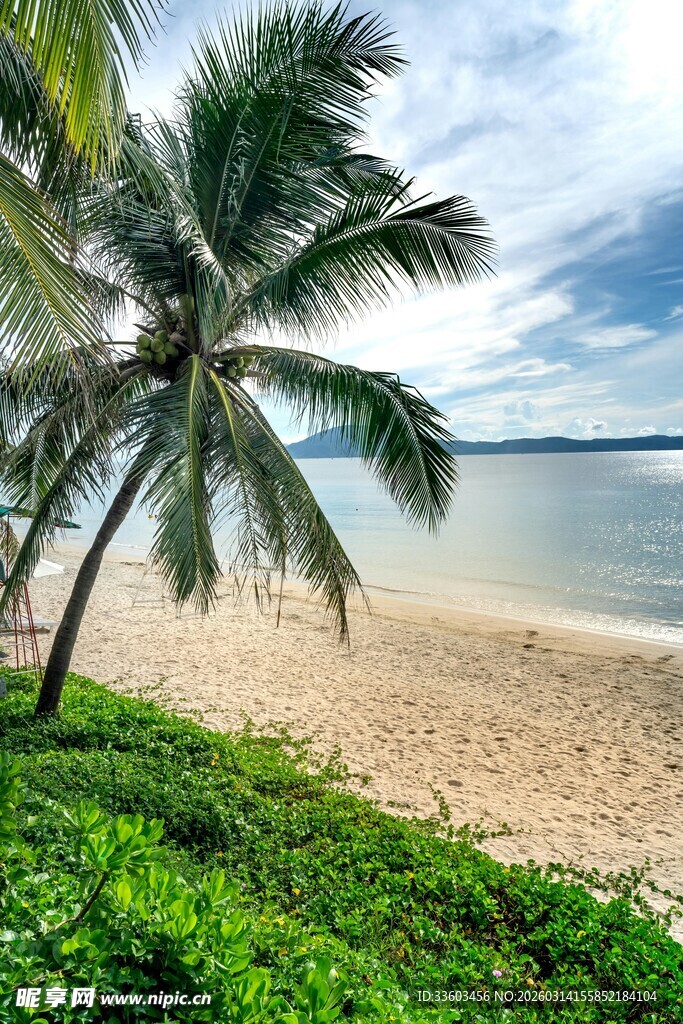 热带海滩椰树风光美景
