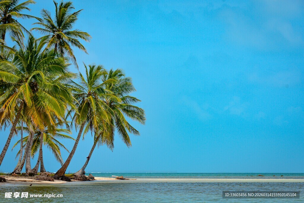 热带海边的椰林风光