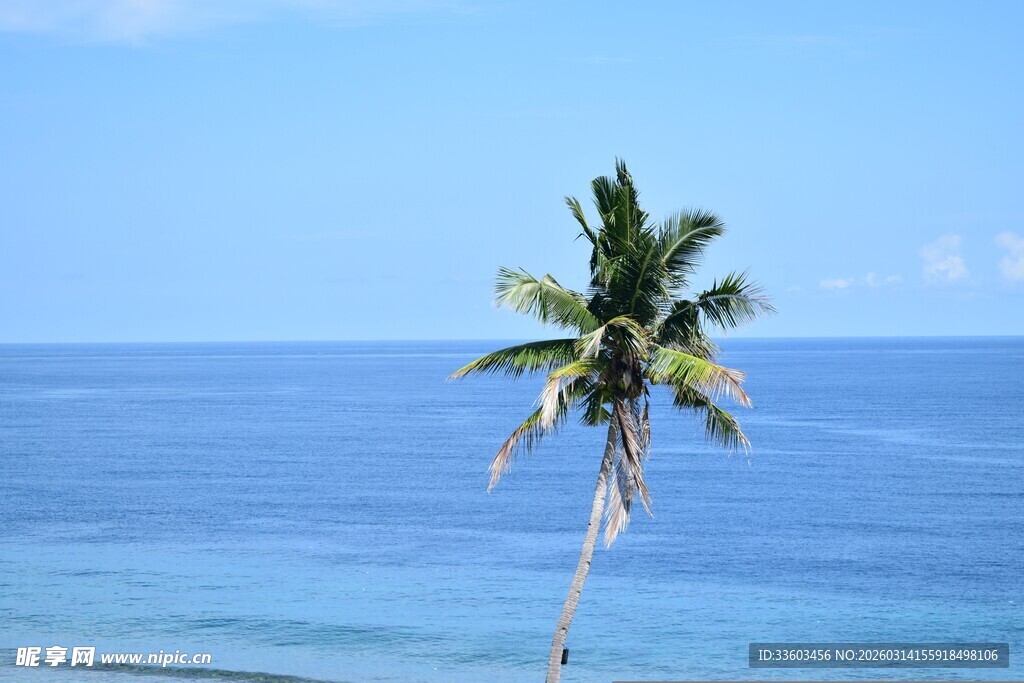 海边孤椰