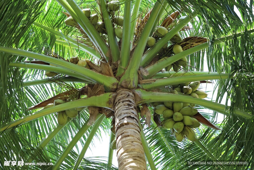 仰视下的繁茂椰子树