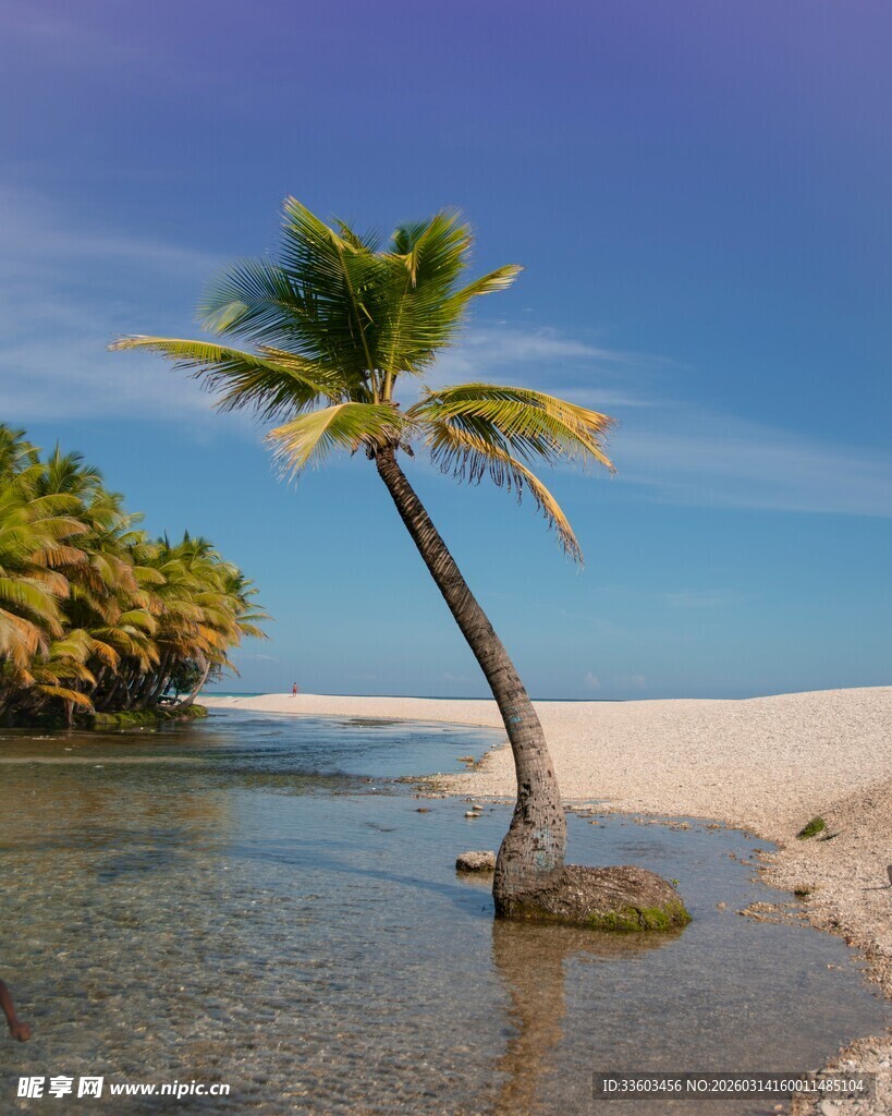 海边孤椰