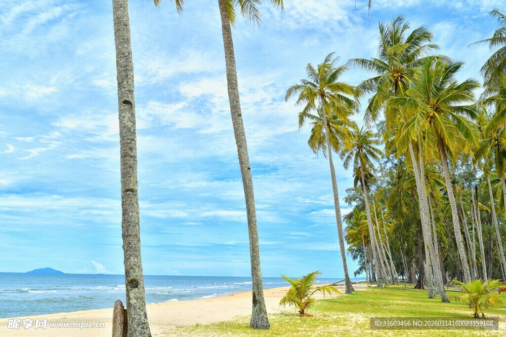 热带海滩椰林美景
