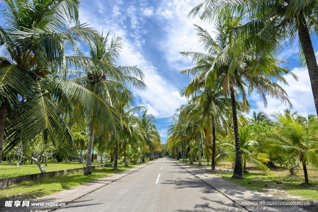 椰林环绕的静谧公路