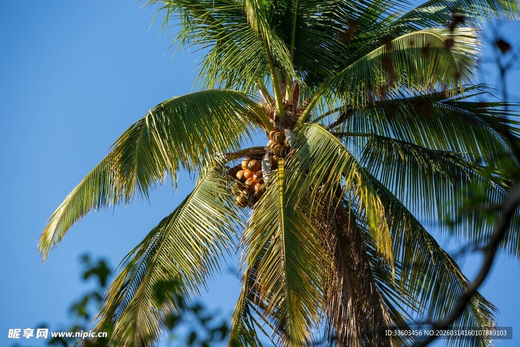 椰树上的采摘者