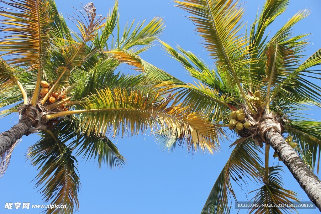 蓝天映衬下的两棵椰子树