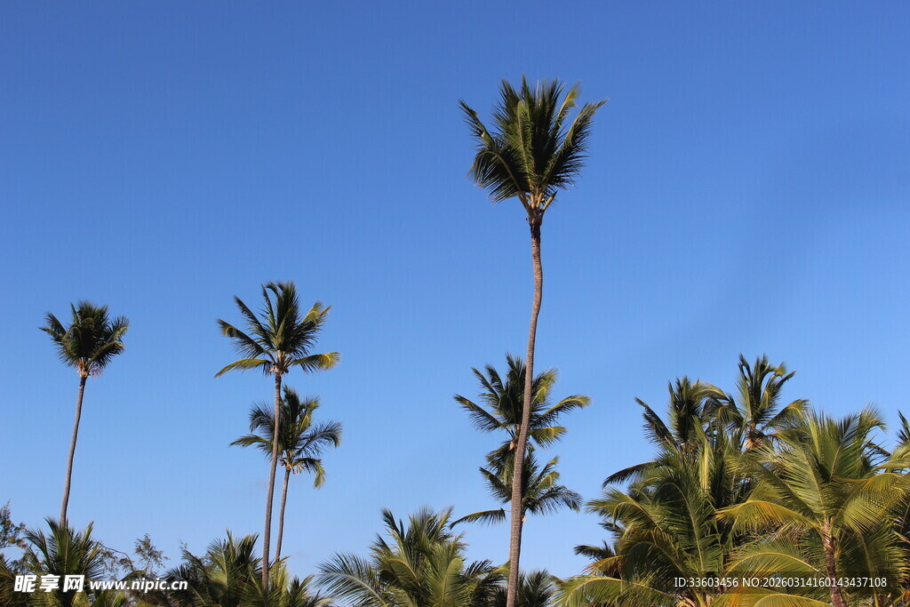 蓝天映衬下的高大椰子树