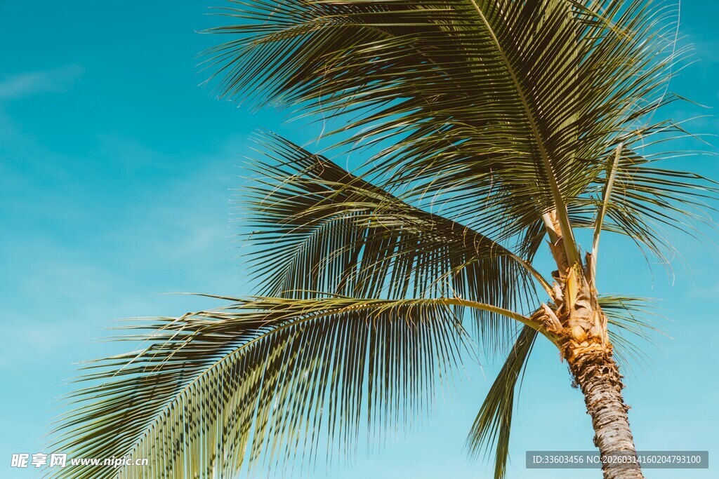 蓝天映衬下的挺拔椰子树