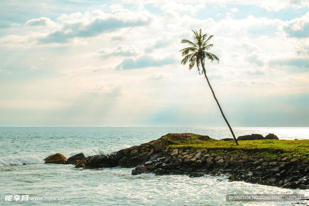 海边孤树美景