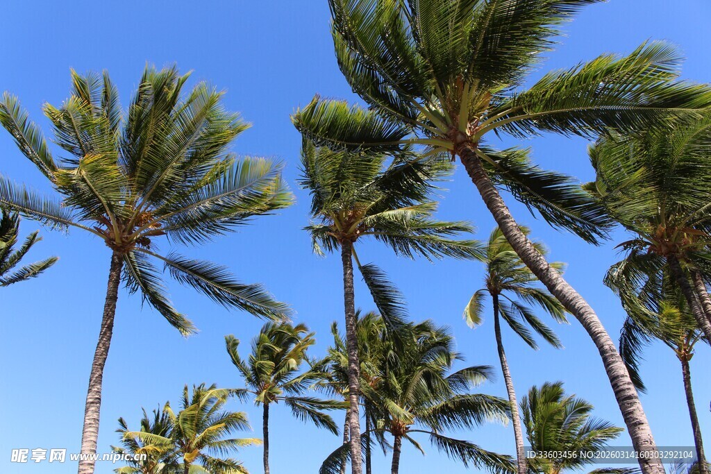 蓝天映衬下的挺拔棕榈树