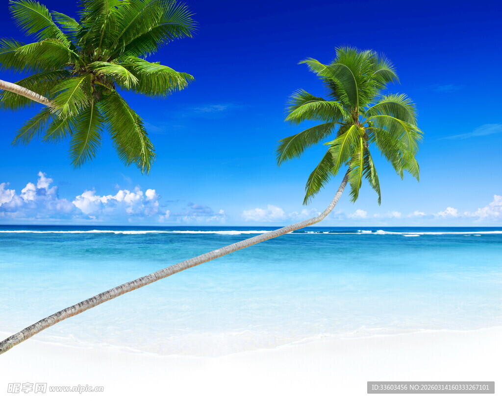 热带海边椰树美景