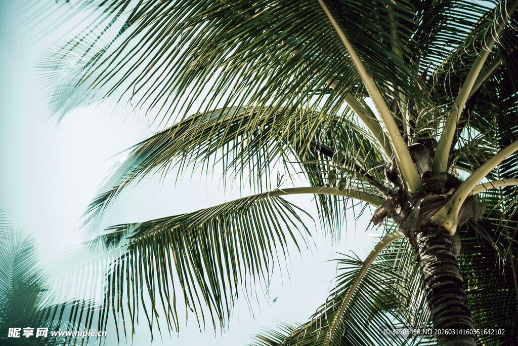 高耸的椰树